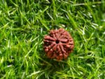 6 Mukhi Rudraksh