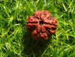 4 Mukhi Rudraksh