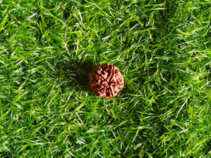 रुद्राक्ष के प्रकार और फायदे