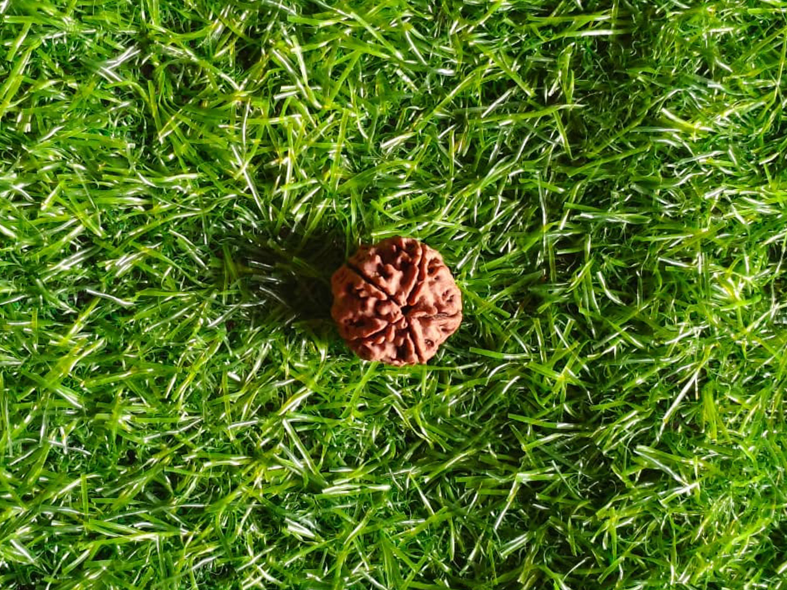 रुद्राक्ष के प्रकार और फायदे